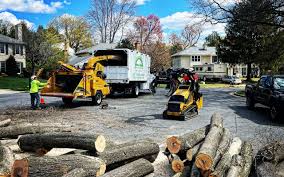 Best Tree Removal Services  in USA